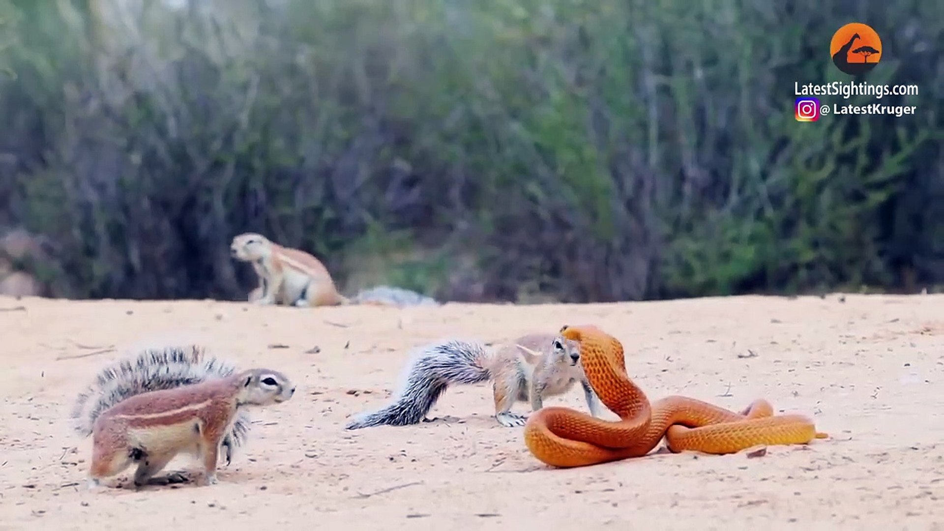 ⁣1 COBRA VERSUS 7 SQUIRRELS AND A MONGOOSE