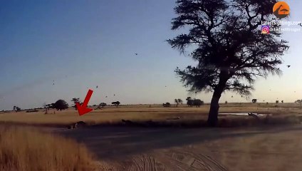 LEOPARD HUNTING JACKAL THAT IS HUNTING BIRDS