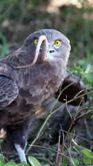 Eagle Swallows Live Snake