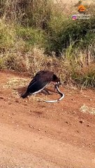Dead Snake Fights Back and Chokes Bird