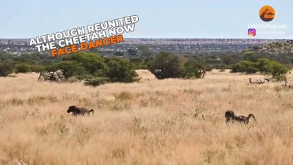 Lost Cheetah Calling Brother Attracts Aggressive Baboons Instead