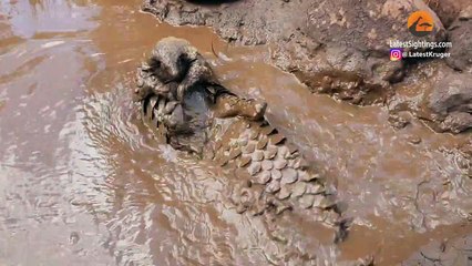 This Pangolin REALLY Loves Swimming