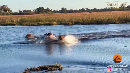 HIPPO ATTACKS 3 LIONS CROSSING THE RIVER