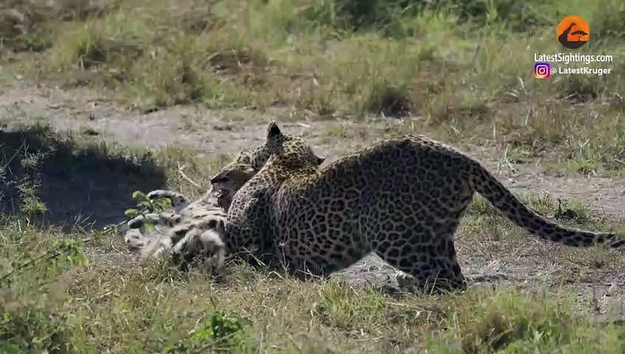 Leopard Shows No Mercy While Hunting Serval