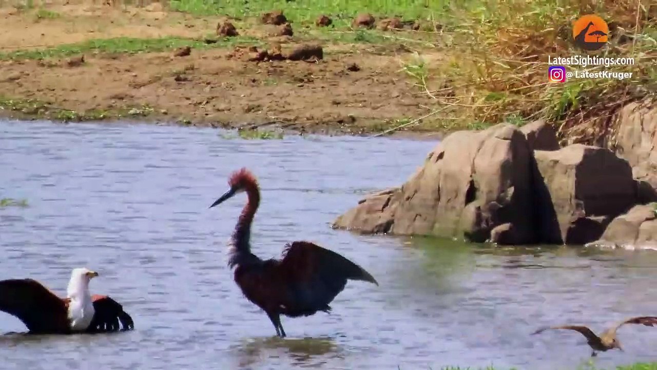 3 Hungry Birds & Crocodile Fight Over 1 Fish