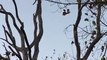 LEOPARD SENDS TRAPPED GENET FLYING