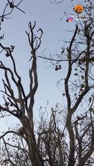 LEOPARD SENDS TRAPPED GENET FLYING