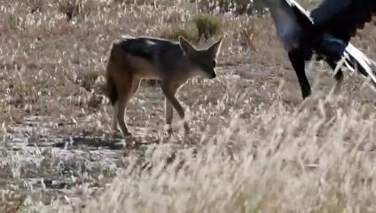 SECRETARY BIRD HARASSES JACKAL