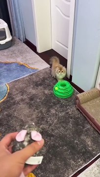 Wait for end #cat #cats #catsofinstagram #of #catstagram #catlover #instagram #catlife #catlovers #instacat #kitten #kitty #love #cute #meow #pet #dog #catoftheday #pets #kittens #gato #animals #animal #world #cutecat #catlove #gatos #petsofinstagr