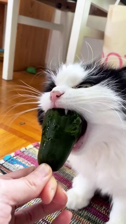 Funny Dog vs cucumber।
