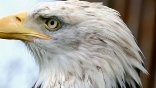 jke | Painful story of eagle   ।  Eagle story    ।  #shorts