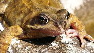 Frog video