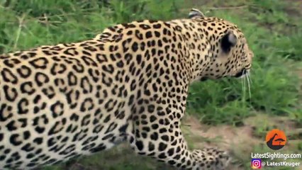 Cheetah Walks Right into a Leopard