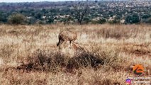 Family of Warthogs Steal and Eat Cheetah's Meal