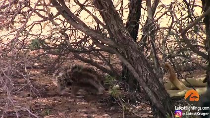 Squirrel Battles Cobra to Protect Her Babies