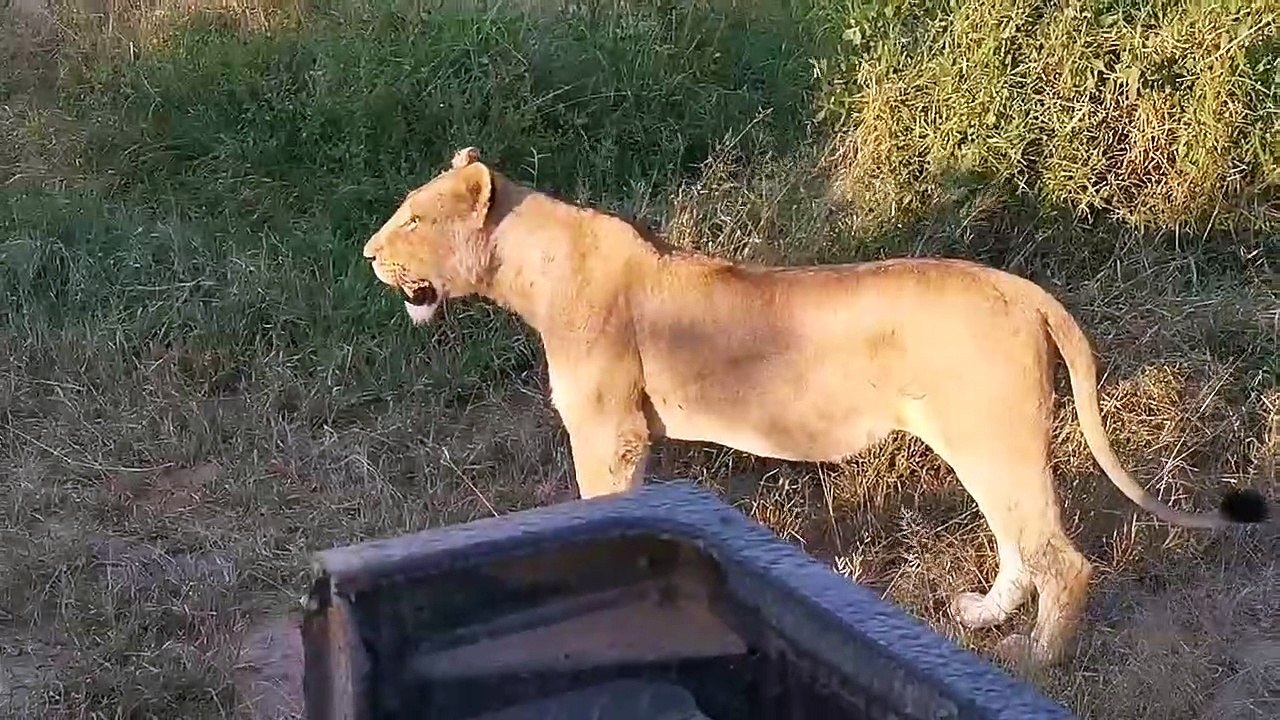 LIONS - LIVE! - video Dailymotion