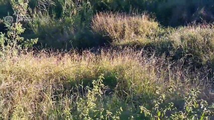 Leopard Feeding on Waterbuck & Impala!