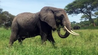 Elephant video#1