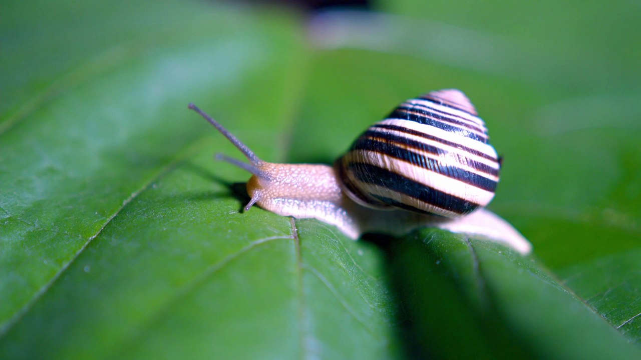Snail video