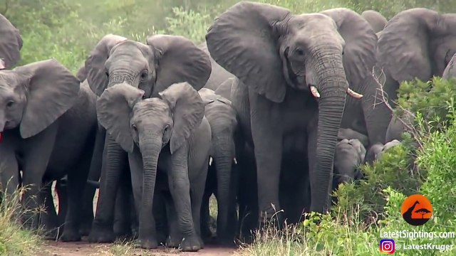 Elephants Protect Babies From Wild Dogs