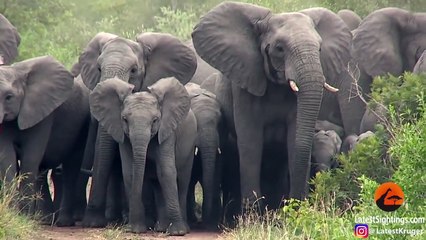Elephants Protect Babies From Wild Dogs