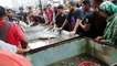 Asian Biggest Fish Bazar || Fish Buyer and Fish seller || Fish Video
