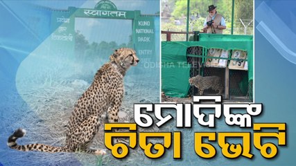 Cheetahs back on Indian soil after 70 years