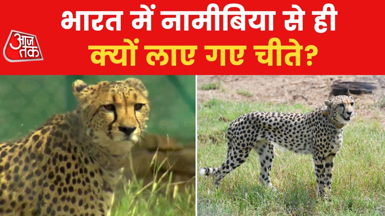 Why Kuno National Park was selected for release of 3 tigers