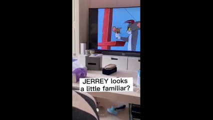 Baby Cats   Cute and Funny Baby Cat Videos