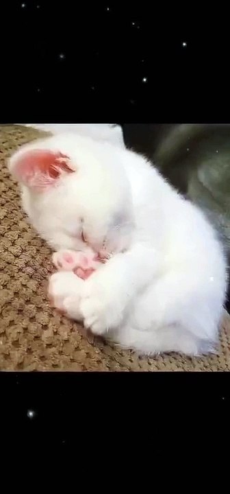 Cute and Funny Cat Videos