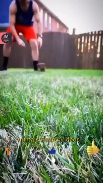 Little Baby Dog Videos 2022 | Cute Dog Animal Shorts Videos | Animals Funny Videos