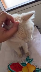 Moradora encontra gato na avenida Maringá e procura pelos tutores do animal