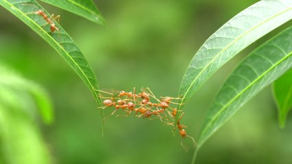 Why are so many people scared of bugs_ mysterious science