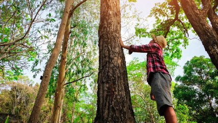 What_s the biggest tree in the world_