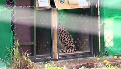 India acoge de nuevo a los guepardos, 70 años después de que se extinguieran