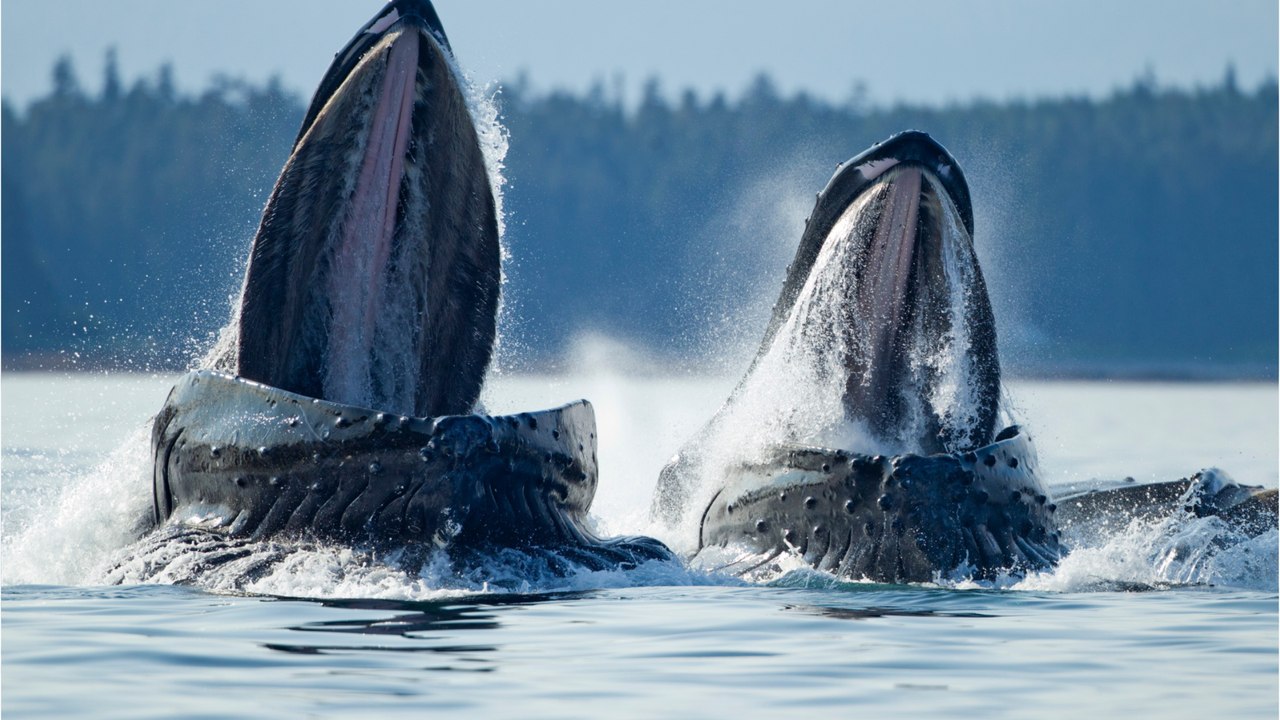 Giant Humpback whale corpse found washed up in Amazon forest