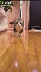 More Cute Animals for When You are Stressed