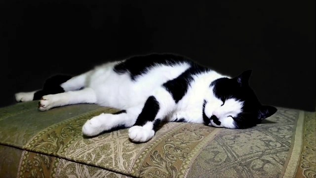 Gato Bruce - O Filme _I Cenas Dos Créditos Finais I Apple TV+