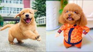 Baby Dogs - Cute and Funny Dog Videos