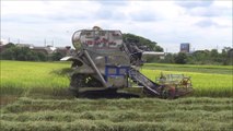 Farmers Harvesting rice in Nonthaburi Province Thailand