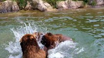 FUNNY VIDEO. MOST FUNNY VIDEOS. FUNNY BEAR. BEAR. FUNNY KING. FUNNI ANIMALS. ANIMALS