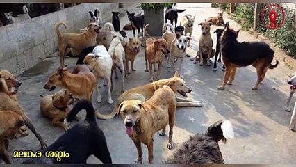 സക്കറിന്റെ പട്ടി സ്നേഹം ,മനിഷ്യൻ ചത്താലും പട്ടികൾ സംരക്ഷിക്കപ്പെടണം