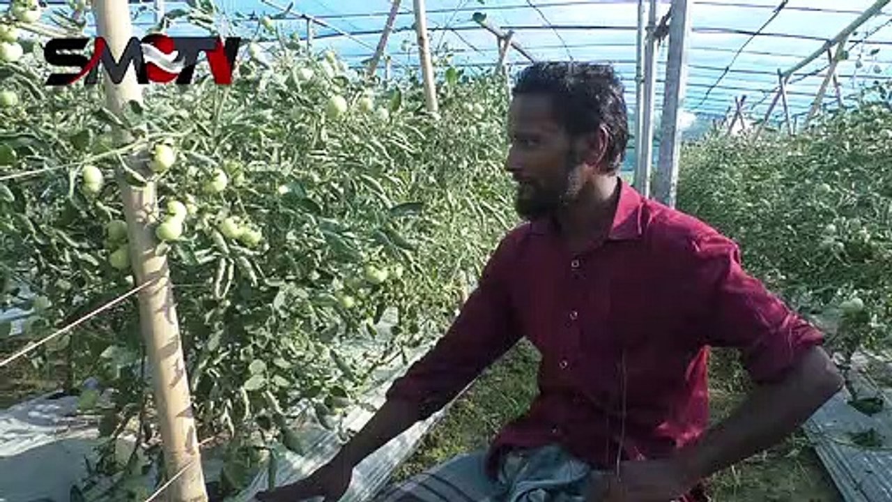 অসময়ে টমেটো চাষে বাম্পার ফলন। এক গাছে টমেটো পাওয়া যাবে এক বছর