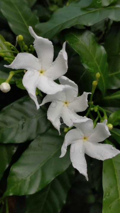 Photo transition Speed Photo transition editing inshot shake effect inshot | inshot editing