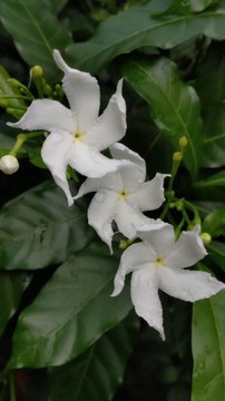 Photo transition Speed Photo transition editing inshot shake effect inshot | inshot editing