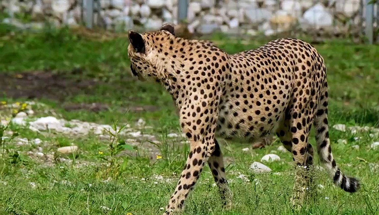 तेंदुआ vs चीता! क्या फर्क है? LEOPARD vs CHEETAH