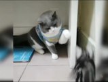 kid's masti- funny cats videos#13|| cats masti karte hua. Majedaar video