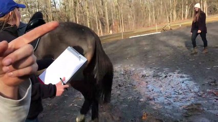 Feisty Horse Bucks Off Rider