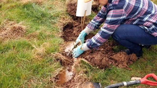 Tree planting volunteers are helping to restore biodiversity