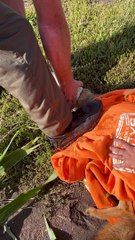 Rescuing a Coyote With a Container Stuck on Its Head